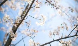 樱花视频在线观看,畅享视觉盛宴，尽享云端观影体验