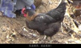 扒爷爆料散养鸡视频大全,散养鸡视频大全，带你领略生态养殖魅力