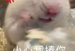 缅甸反诈网红爆料视频完整版